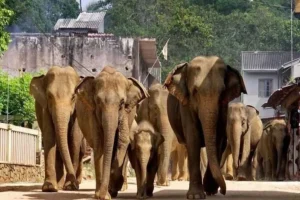 Sri-Lanka<br> <span>06 Nights / 07 Days</span>