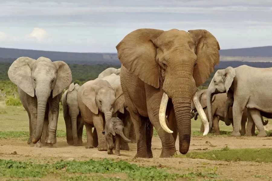 Discover South Africa Packages from Mumbai​ and explore stunning landscapes, wildlife safaris, rich culture, and fascinating history!