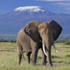 elephant bull front of kilimanjaro amboseli