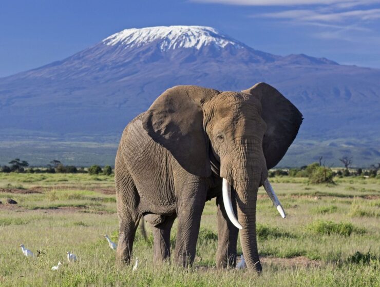 elephant bull front of kilimanjaro amboseli