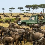 wildebeest migration 1 1